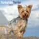 Yorkshire Terrier 2025 Wall Calendar