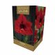 Amaryllis Carmen Premium Indoor Growing Kit Gift Pack