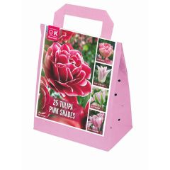 Shades Of Colour Tulip Collection - Pink Shades
