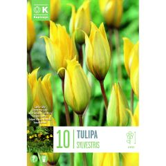 Tulip Sylvestris