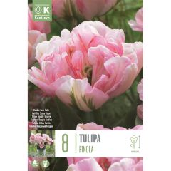 Tulip Finola