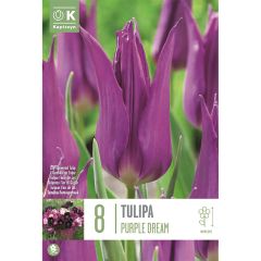Tulip Purple Dream