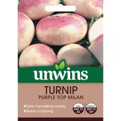 Turnip Purple Top Milan