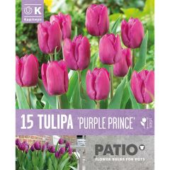 Tulip Purple Prince - Patio Collection
