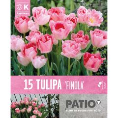 Tulip Finola - Patio Collection