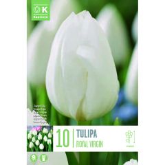 Tulip Royal Virgin