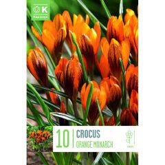 Crocus Orange Monarch - Autumn Flowering Bulbs