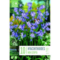 English Bluebells 'Hyacinthoides Non-Scripta'