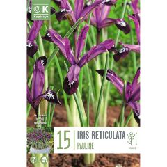 Iris Reticulata Pauline