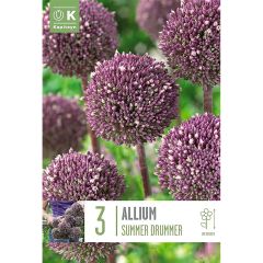 Allium Summer Drummer