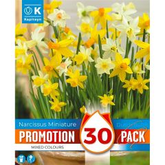 Narcissi Botanical Mixed Colours - Promotion Pack of 30 Bulbs