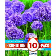 Allium Aflatunense Purple Sensation - Promotion Pack of 10