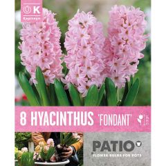 Hyacinth Fondant - Patio Collection