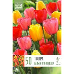 Tulip Darwin Hybrid Mix - Landscape Bag of 50 Bulbs