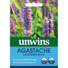 Agastache Lavender Blue