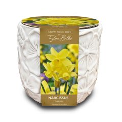 Deluxe Embossed Botanical Planter - Narcissi