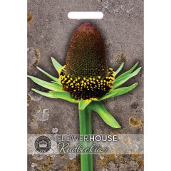 Kew Flower House - Rudbeckia Occidentalis Green Wizard