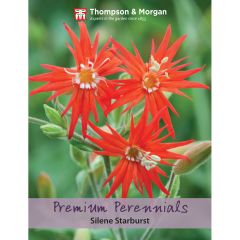 Silene Starburst (Premium Perennials)