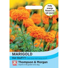 African Marigold Tagetes Erecta Hot Stuff F1