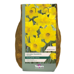 Narcissi Golden Trumpets 2kg Carripack