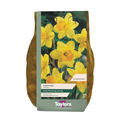 Narcissi Fortune 2kg Carripack