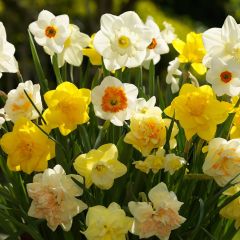 Narcissi Mixed Colours 20kg Net
