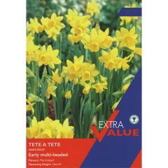 Narcissi Tête-à-Tête (Extra Value Pack)