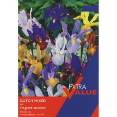 Iris Dutch Mixed (Extra Value Pack)