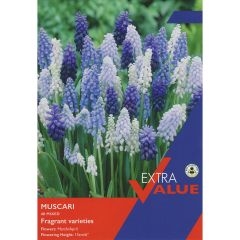 Muscari Mixed (Extra Value Pack)