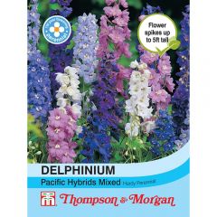 Delphinium Pacific Hybrids Mixed
