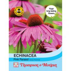 Echinacea Pink Parasol