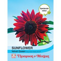 Sunflower Velvet Queen