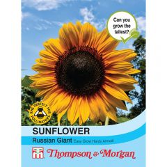 Sunflower Russian Giant