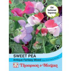 Sweet Pea Antique Fantasy Mixed