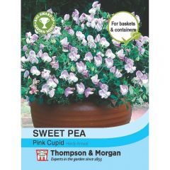 Sweet Pea Pink Cupid