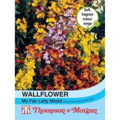 Wallflower My Fair Lady Mixed