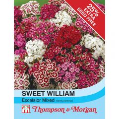 Sweet William Excelsior Mixed