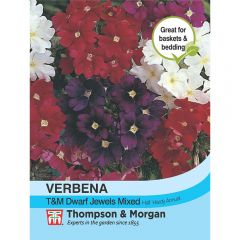 Verbena Thompson & Morgan Dwarf Jewels Mixed
