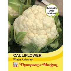 Cauliflower Winter Aalsmeer