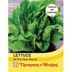 Lettuce All Year Round