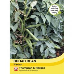 Broad Bean Witkiem