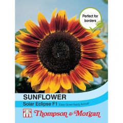 Sunflower Solar Eclipse