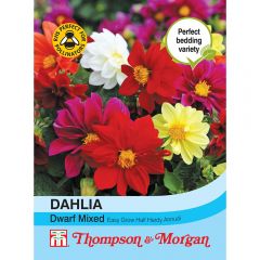 Dahlia Dwarf Mixed