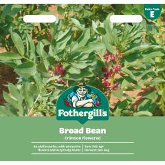 Broad Bean Crimson Flowered