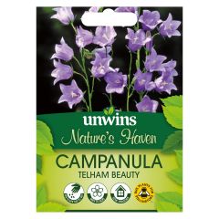 Nature's Haven Campanula Telham Beauty