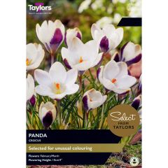 Crocus Panda (Select from Taylor's)
