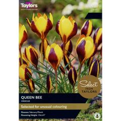 Crocus Queen Bee (Select from Taylor's)