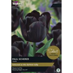 Tulip Paul Scherer (Select from Taylor's)
