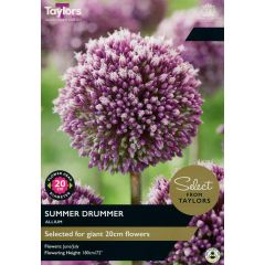 Allium Summer Drummer (Select from Taylor's)