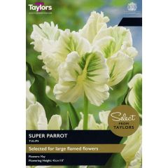 Tulip Super Parrot (Select from Taylor's)